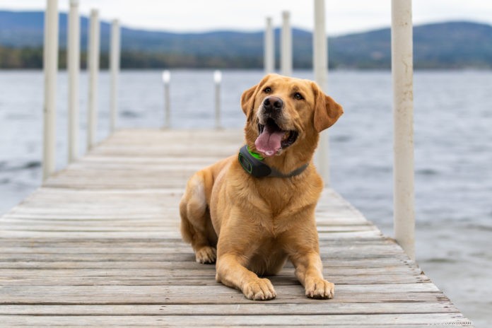 Track Your Dog 24/7: The Best GPS Devices for Pet Safety