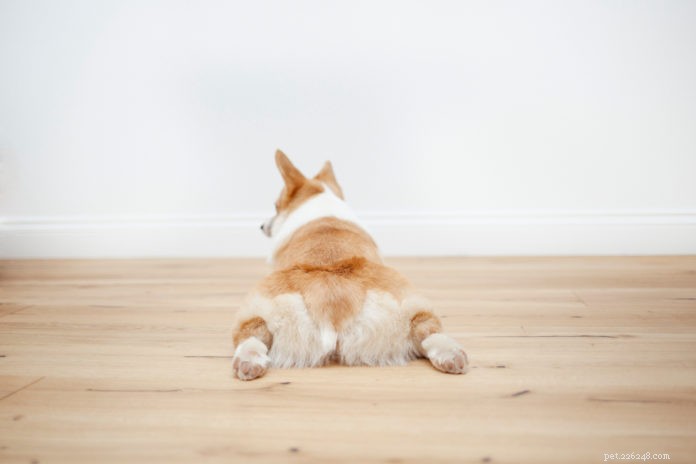 5 Myths About Canine Hip Dysplasia: What You Really Need to Know
