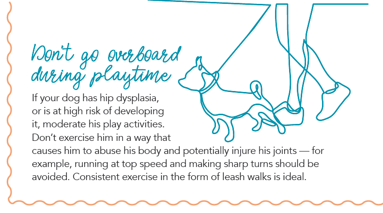 5 Myths About Canine Hip Dysplasia: What You Really Need to Know