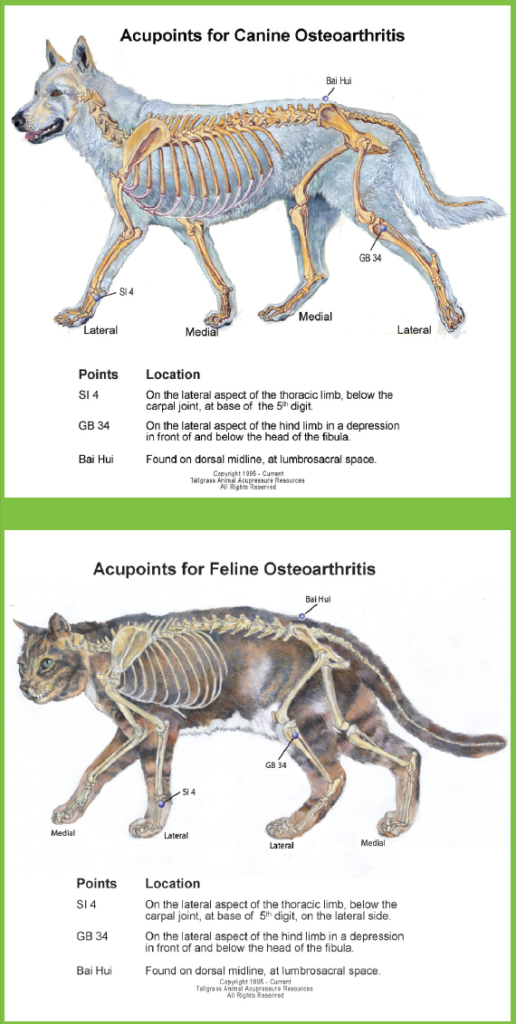 Acupressure for Pets: Relieving Arthritis Pain in Dogs and Cats