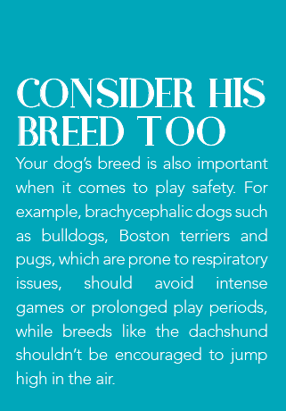 Safe Play Strategies for Dogs of All Ages