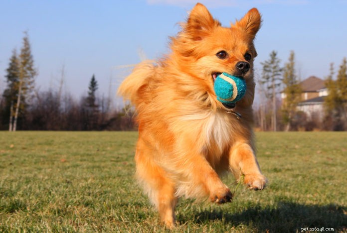 Safe Play Strategies for Dogs of All Ages