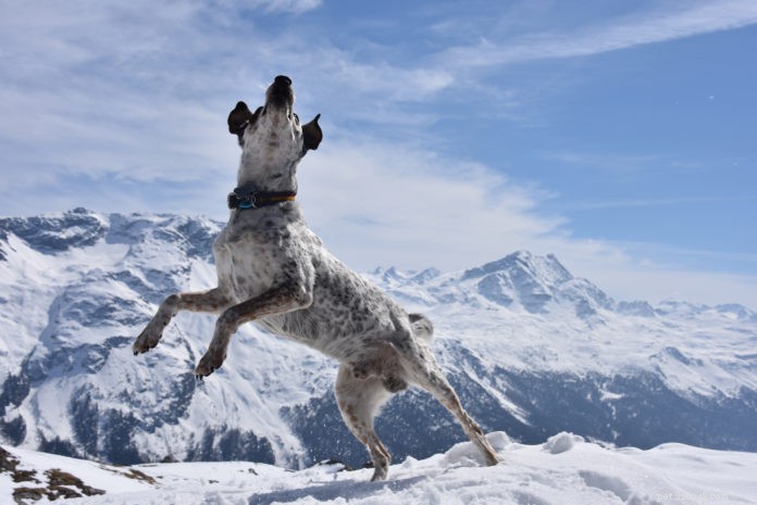 The Rockster: From Struggle to Success—A Rags‑to‑Riches Tale of Compassionate Dog Care