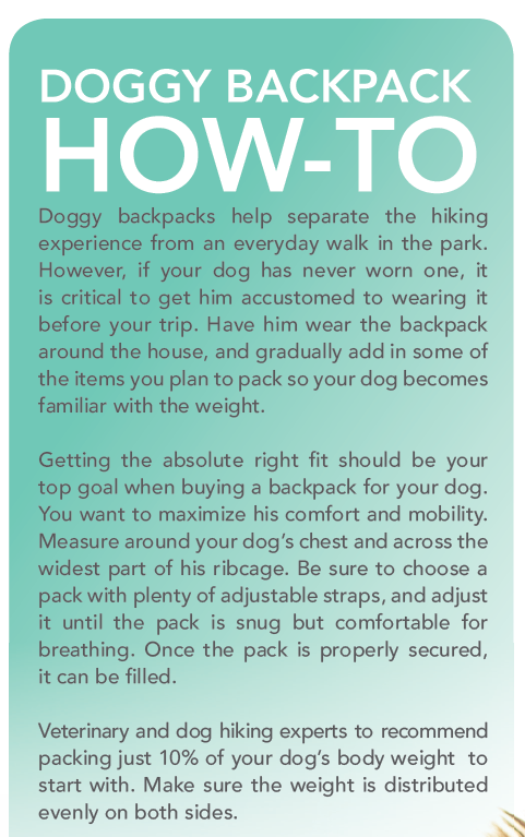 Long-Distance Hiking with Your Dog: A Complete Safety & Comfort Guide