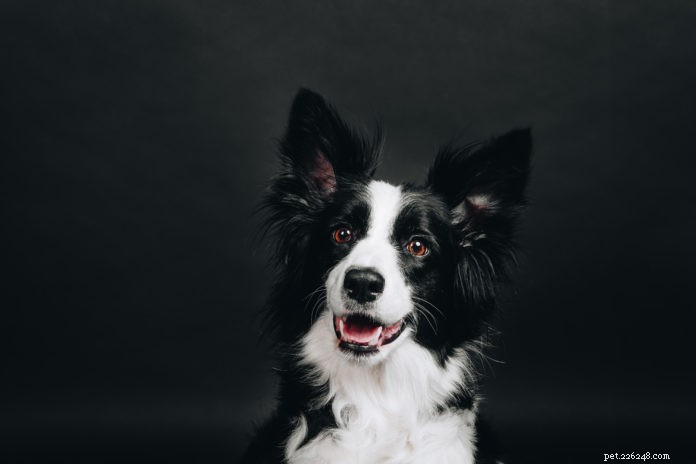 Inside Your Dog’s Mind: What Science Reveals About Canine Cognition & Emotions