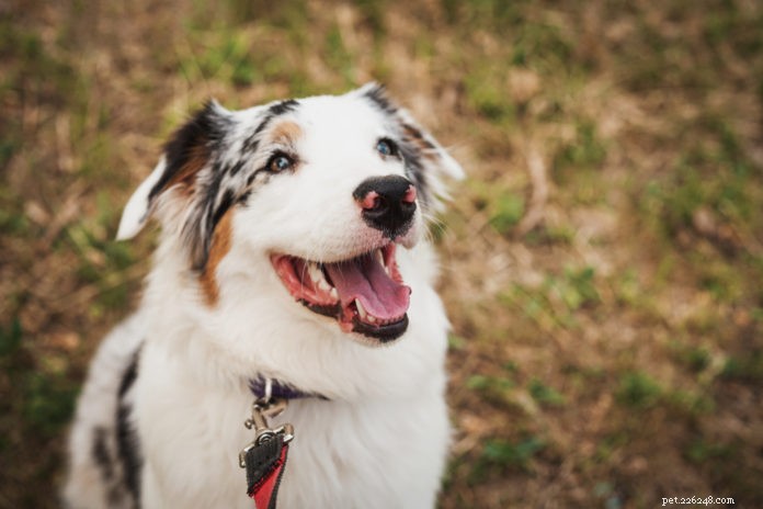 Should You Rename Your Adopted Dog? Expert Advice on Name Changes