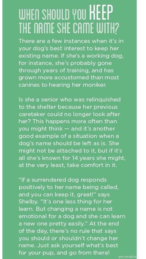 Should You Rename Your Adopted Dog? Expert Advice on Name Changes