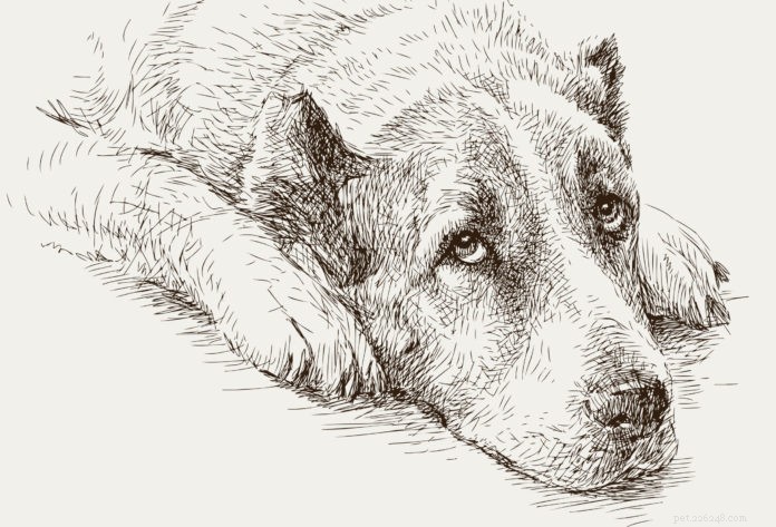 Easily Calm Your Dog’s Stress—Safe, Natural Solutions
