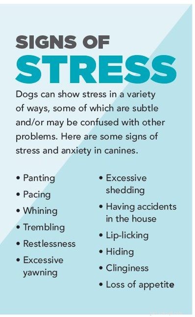 Easily Calm Your Dog’s Stress—Safe, Natural Solutions