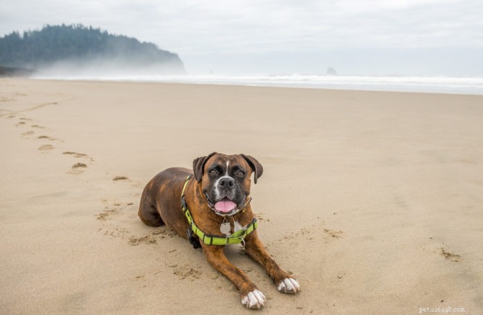 Collar vs. Harness: Which Dog Accessory Is Best for Safety and Training?