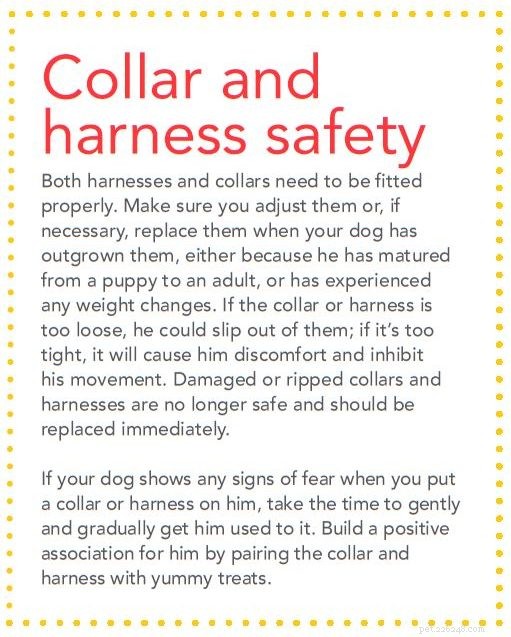 Collar vs. Harness: Which Dog Accessory Is Best for Safety and Training?