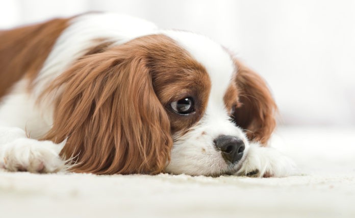 Recognizing and Helping Dogs That  Shut Down  Due to Anxiety