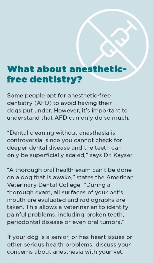 Ensuring Your Dog s Oral Health: The Importance of Veterinary Dental Exams
