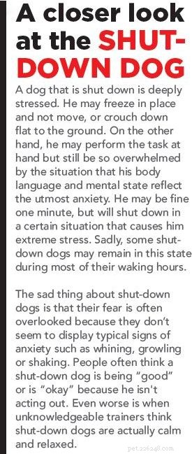 Recognizing and Helping Dogs That  Shut Down  Due to Anxiety