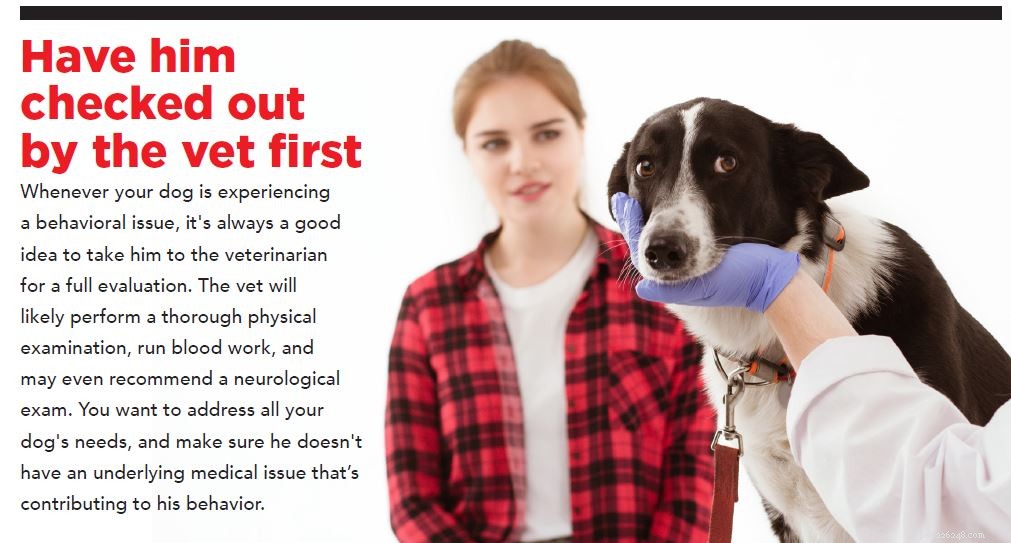 Recognizing and Helping Dogs That  Shut Down  Due to Anxiety