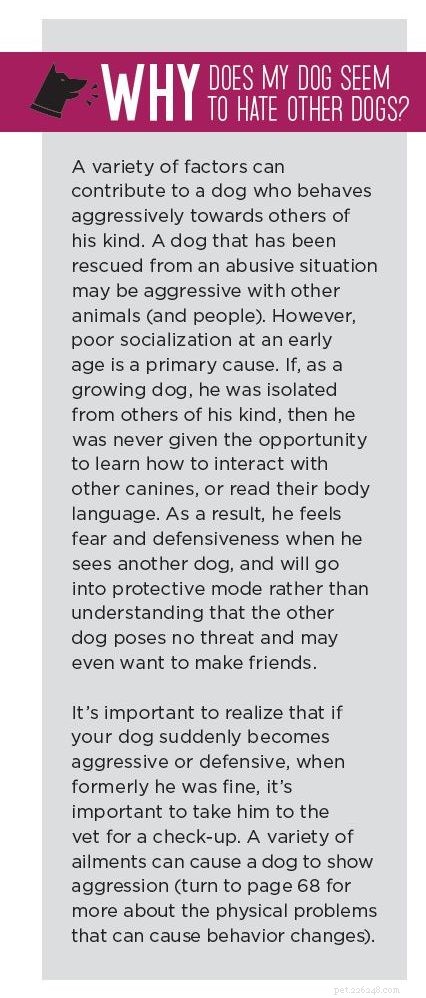 How to Manage Dog Aggression Toward Other Dogs: A Proven 5-Step Plan