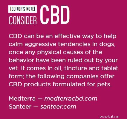 How to Manage Dog Aggression Toward Other Dogs: A Proven 5-Step Plan