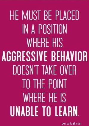How to Manage Dog Aggression Toward Other Dogs: A Proven 5-Step Plan