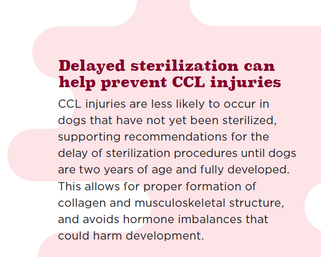 Platelet‑Rich Plasma Therapy: Accelerating Healing of Canine Cranial Cruciate Ligament Injuries