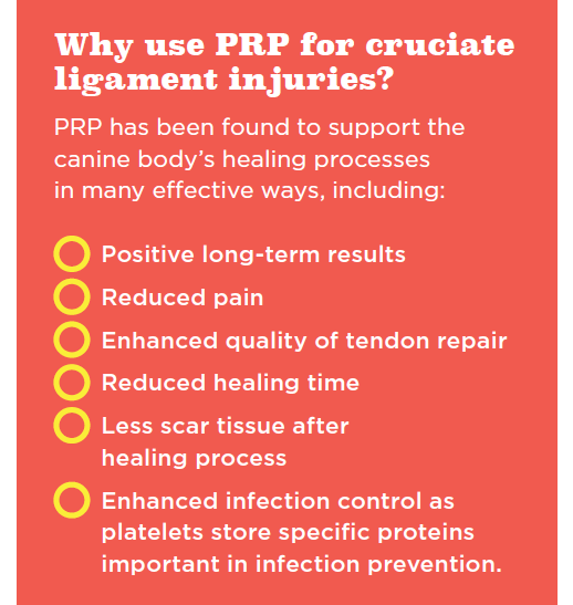 Platelet‑Rich Plasma Therapy: Accelerating Healing of Canine Cranial Cruciate Ligament Injuries