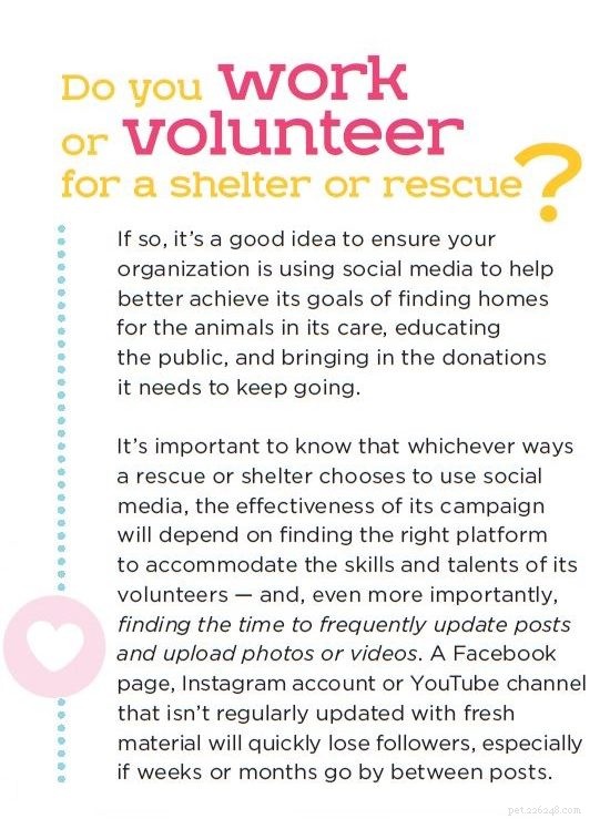 Social Media Saves Dogs: How Rescues Use Digital Platforms