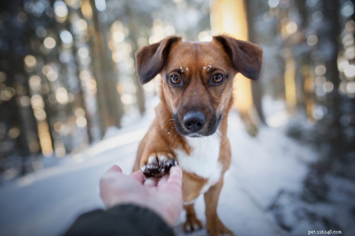 Protect Your Dog’s Paws This Winter: Expert Tips & Products