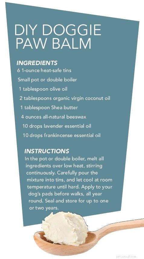 Protect Your Dog’s Paws This Winter: Expert Tips & Products