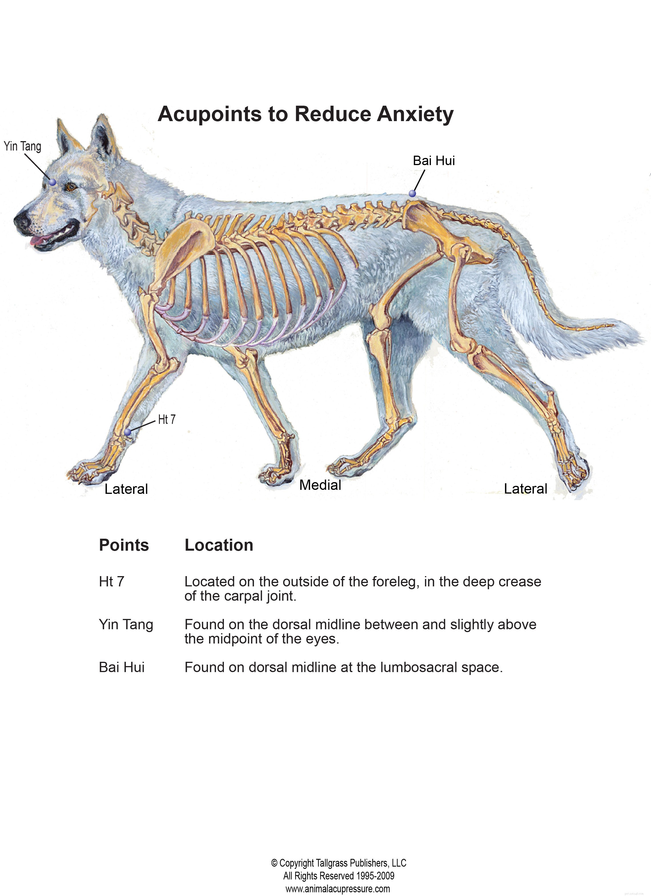 Easing Your Dog’s Excessive Anxiety with Acupressure – Expert Guidance