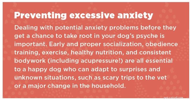 Easing Your Dog’s Excessive Anxiety with Acupressure – Expert Guidance