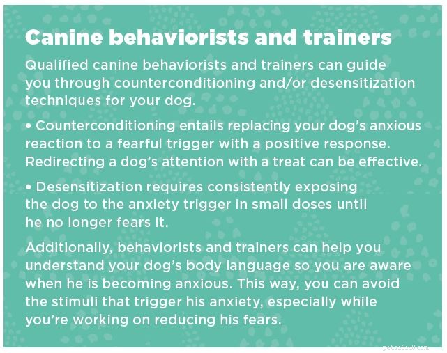Easing Your Dog’s Excessive Anxiety with Acupressure – Expert Guidance