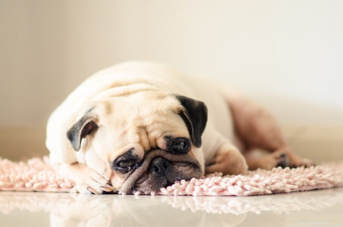 Health Issues Behind Unexpected Dog Behavior