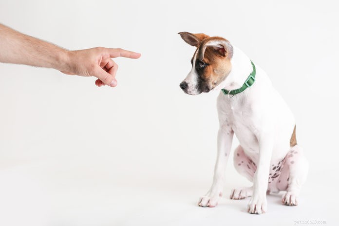 Why Dominance-Based Dog Training Is a Myth: Embrace Positive, Proven Methods