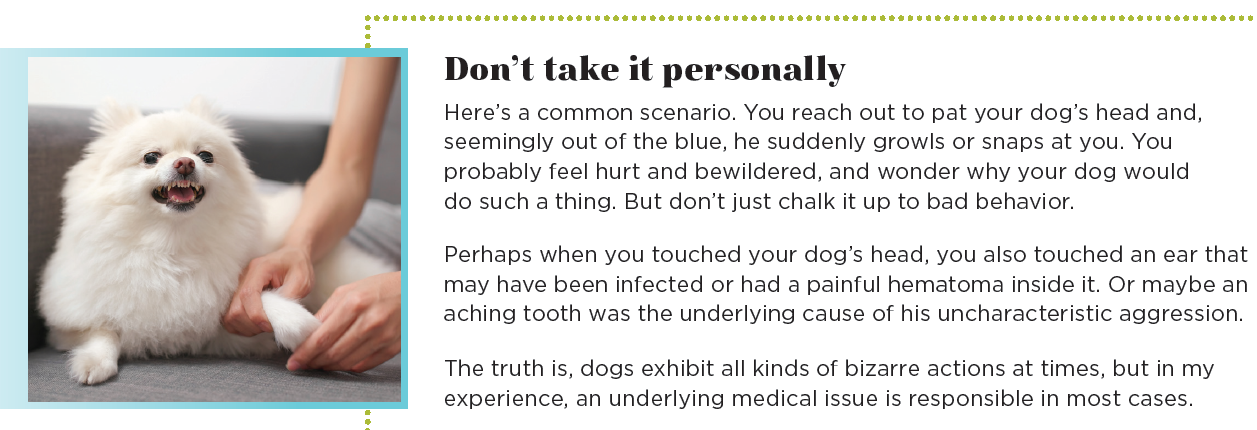 Health Issues Behind Unexpected Dog Behavior