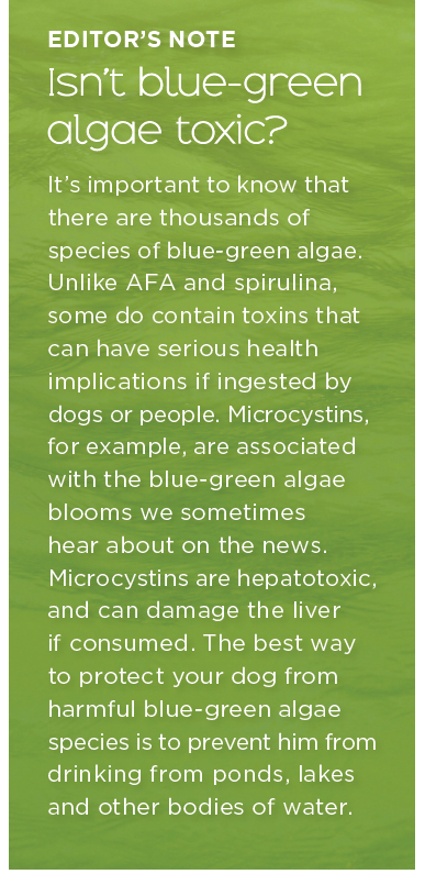 Microalgae: The Green Superfood Boosting Your Dog s Health