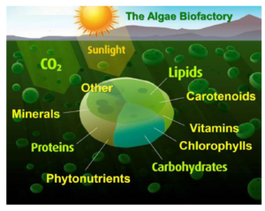 Microalgae: The Green Superfood Boosting Your Dog s Health