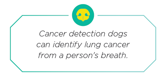 Harnessing Canine Olfaction: How Dogs Are Enhancing Global Safety and Conservation