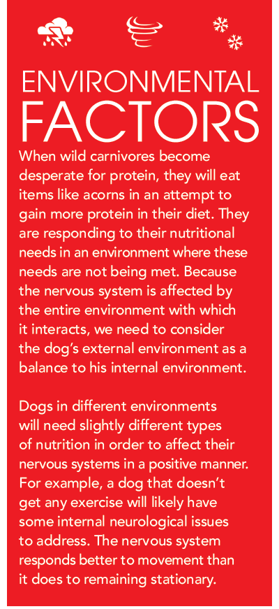 Nourishing Your Dog’s Nervous System: Essential Tips for Health & Well-Being