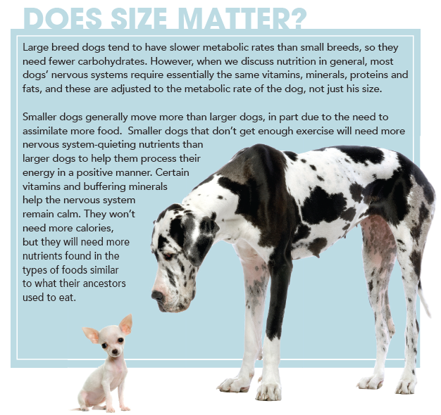 Nourishing Your Dog’s Nervous System: Essential Tips for Health & Well-Being