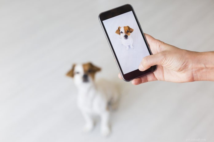 How to Teach Your Dog to Pose Perfectly for Photos
