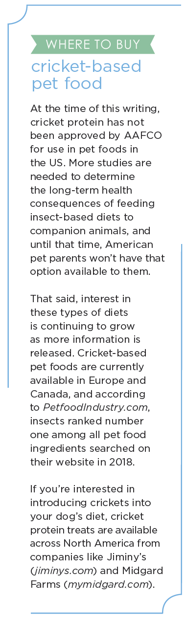 Nutritious Cricket Protein: A Sustainable Alternative for Dogs