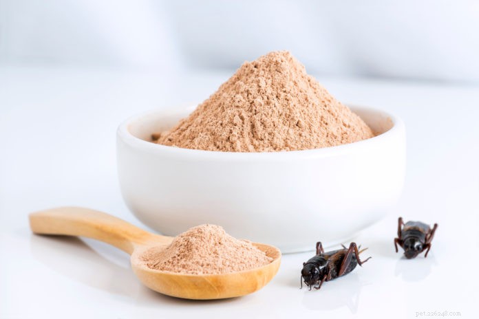 Nutritious Cricket Protein: A Sustainable Alternative for Dogs