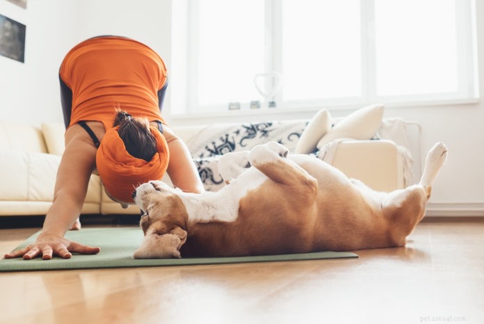 10 Essential Self‑Care Strategies for Dog Parents