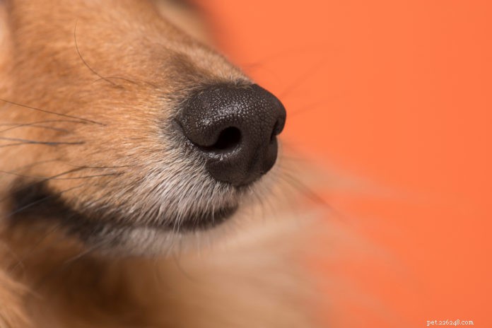 Canine Teams Trained to Detect COVID-19: A Promising New Tool