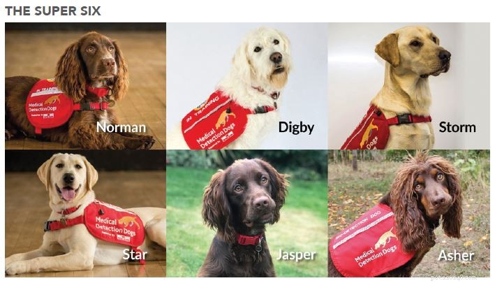 Canine Teams Trained to Detect COVID-19: A Promising New Tool