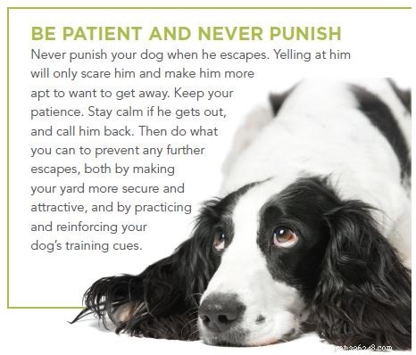 Why Is Your Dog Escaping the Yard? Common Causes & Proven Fixes