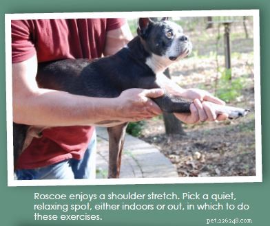 Four Gentle Dog Stretches for Flexibility and Wellness