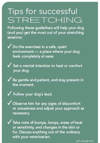 Four Gentle Dog Stretches for Flexibility and Wellness