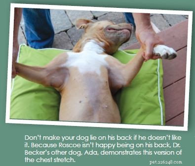 Four Gentle Dog Stretches for Flexibility and Wellness