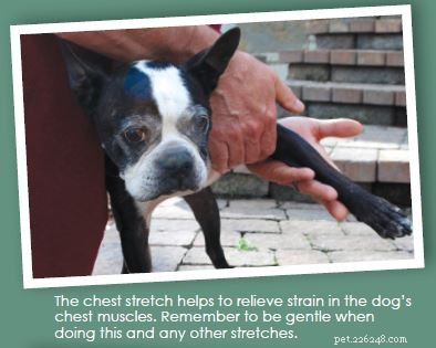 Four Gentle Dog Stretches for Flexibility and Wellness