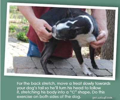 Four Gentle Dog Stretches for Flexibility and Wellness